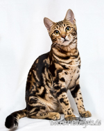 brown marbled Bengal